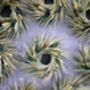 Year Round Wreath With Eucalyptus ''Haze And Dew'', thumbnail 2 of 8