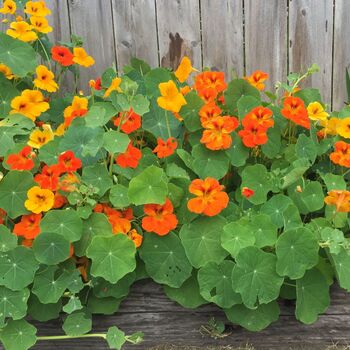 Nasturtium 'Whirlybird Mix' Three X 9cm Pots, 4 of 5