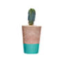 Concrete Pot Tall With Cactus/ Succulent In Turquoise, thumbnail 2 of 3