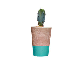 Concrete Pot Tall With Cactus/ Succulent In Turquoise, 2 of 3