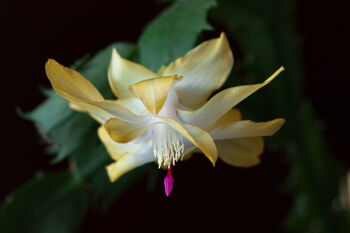 Christmas Cactus Yellow One X Full Plant 13cm Pot, 5 of 6