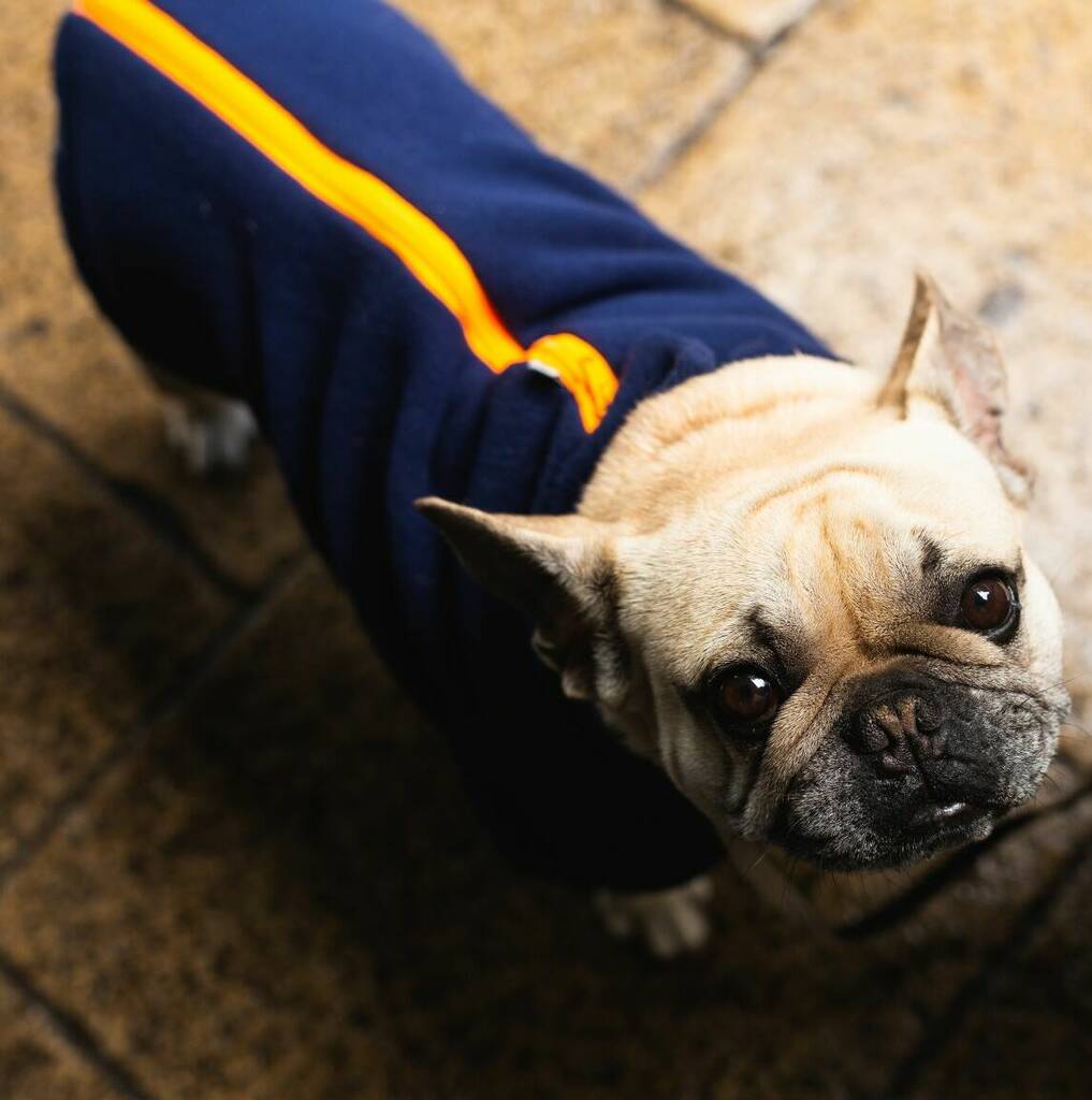 French Bulldog Polartec Water Resistant Dog Coat, 1 of 10