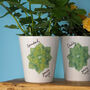 Grow Your Own Mint Plant Father's Day Gift, thumbnail 2 of 6