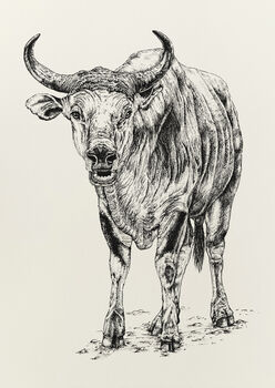 B Is For Banteng Illustration Print, 2 of 6