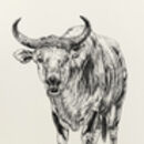 B Is For Banteng Illustration Print By Stephanie Le Cocq Studios ...