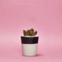 Concrete Pot Small With Cactus/ Succulent In Black, thumbnail 1 of 5