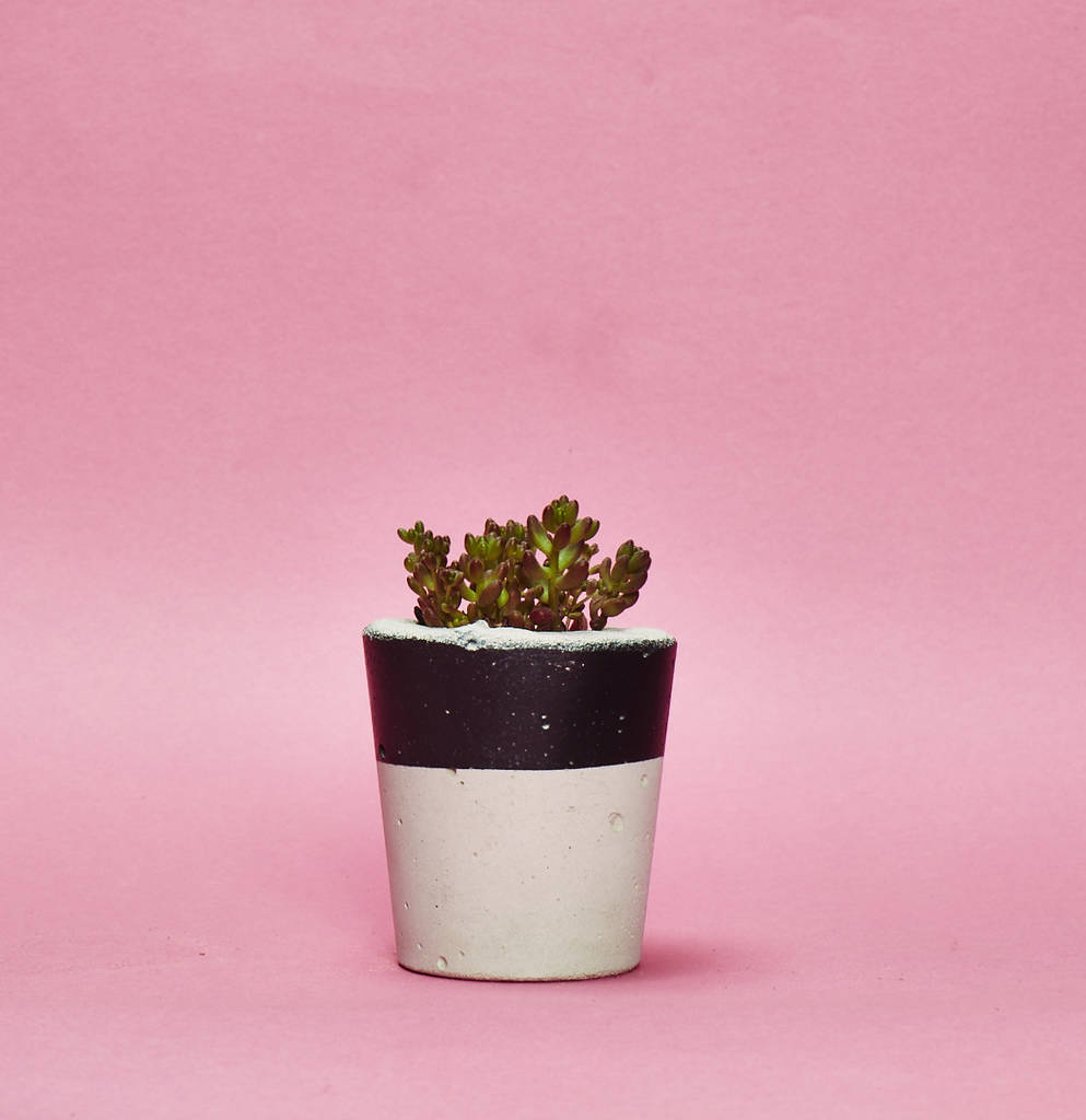 Concrete Pot Small With Cactus/ Succulent In Black, 1 of 5