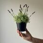 Artificial Lavender In Pot, thumbnail 1 of 6
