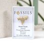 Shark Tooth Fossil Otodus, thumbnail 7 of 12