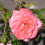 Hybrid Tea Rose 'Silver Jubilee' Plant In 5 L Pot, thumbnail 6 of 6