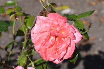 Hybrid Tea Rose 'Silver Jubilee' Plant In 5 L Pot, 6 of 6