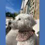 Handmade Dog Bandanas, thumbnail 5 of 11
