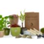 Xl Plant Terrarium Kit With Optional Plants And Tools, thumbnail 3 of 6