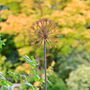 Rusty Metal Allium Garden Ornament, thumbnail 1 of 7