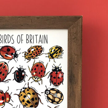 Ladybirds Of Britain Wildlife Watercolour Print, 5 of 7