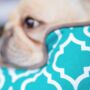 Teal Moorish Design Durable Eco Dog Bed, thumbnail 1 of 3