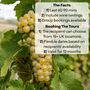 Vineyard Tour And Wine Tasting Experience For Two | 15+ UK Locations, thumbnail 2 of 7