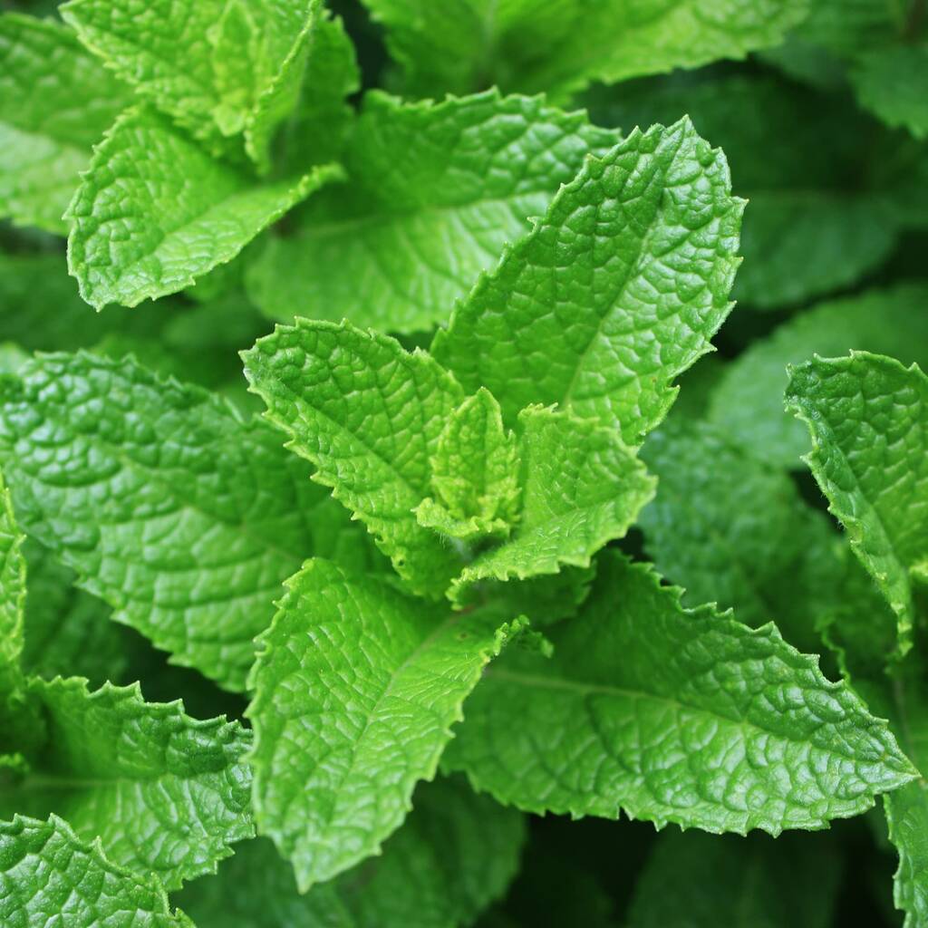 Herb Plants Spearmint In 9cm Pots By Acqua Garden