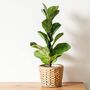 Houseplant Ficus Lyrata Single Stem 3 L Pot By Acqua Garden