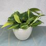 Ceramic Planter And Plant, Perfect Wedding Gift, thumbnail 8 of 12