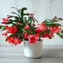 Christmas Cactus Multi Pack Four Plants In 13cm Pots, thumbnail 1 of 5