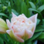 Tulip Dreamer – 15 Soft Pink Double Tulip Bulbs, thumbnail 1 of 2