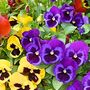 Flowering Pansy 'Winter Colour Mix' 20 X Plant Pack, thumbnail 2 of 4