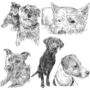 Personalised Pet Portrait Sketch, thumbnail 8 of 11