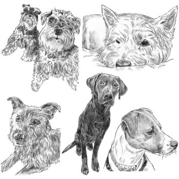 Personalised Pet Portrait Sketch, 8 of 11