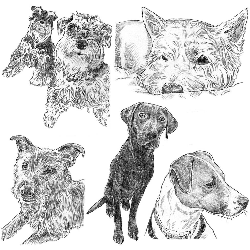Personalised Pet Portrait Sketch By Letterfest