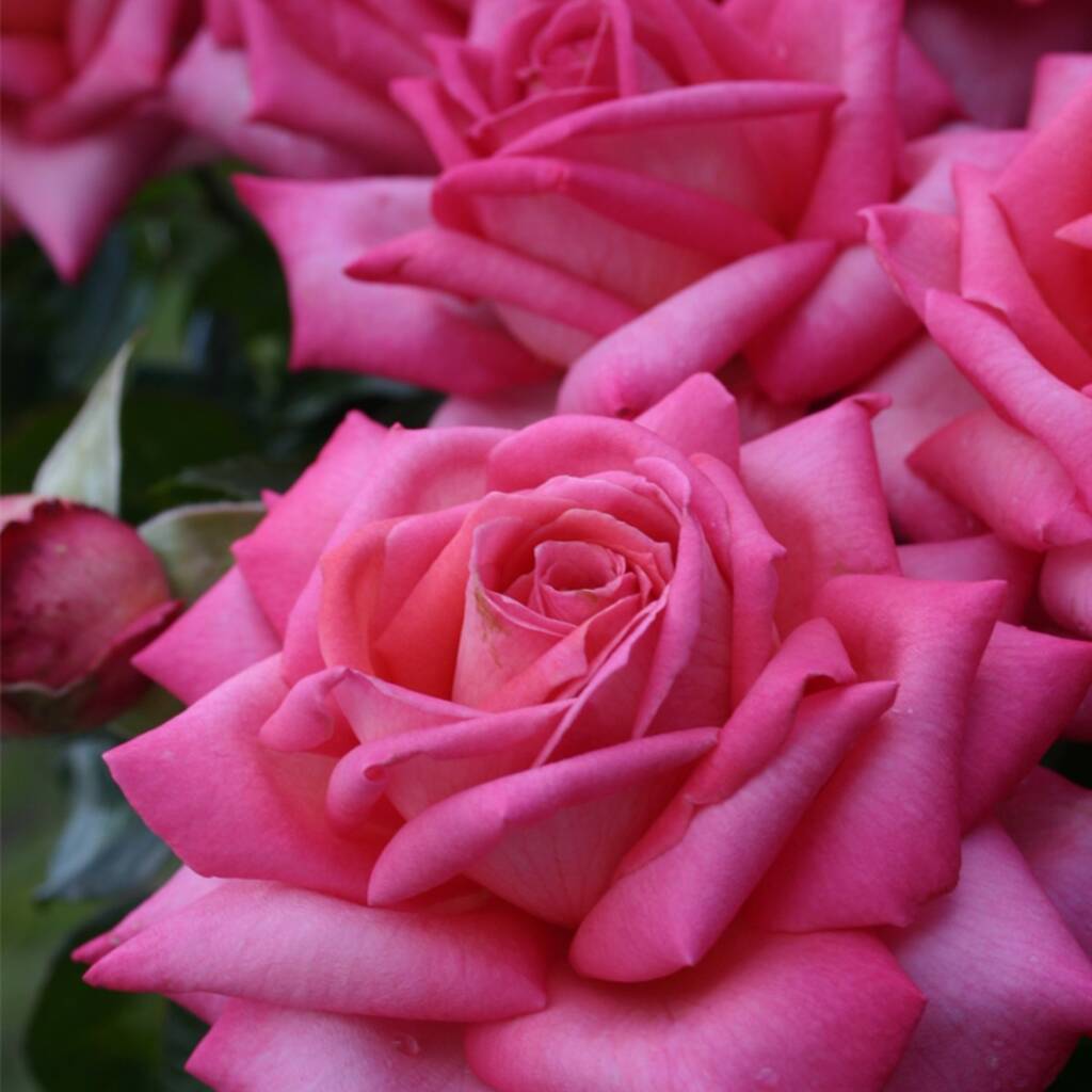 Wedding Bells Rose – Free Standard Gift Wrap, 1 of 5