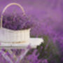 Lavender Plants 'Hidcote' In A One Litre Pot, thumbnail 4 of 10