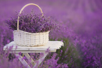 Lavender Plants 'Hidcote' In A One Litre Pot, 4 of 10