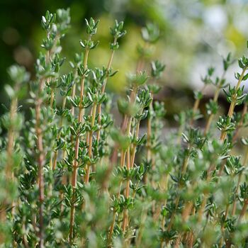 Herb English Thyme 12 X Plug Plant Pack, 2 of 5