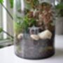 Large Diy Terrarium Kit With Plants Gift For Plant Lover Christmas Gift, thumbnail 2 of 11