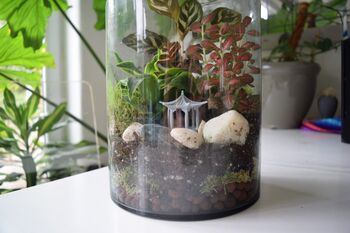 Large Diy Terrarium Kit With Plants Gift For Plant Lover Christmas Gift, 2 of 11