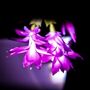 Christmas Cactus 'Purple Dancer' One X 13cm Pot, thumbnail 9 of 11