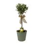 Olive Tree In Green Pail – 50 60cm Mediterranean Patio Plant, thumbnail 2 of 2