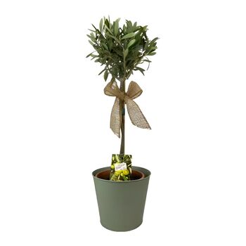 Olive Tree In Green Pail – 50 60cm Mediterranean Patio Plant, 2 of 2