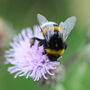 #Savethebees Wildflower Gifts: Set Of Six Bee Friendly Seed Balls, thumbnail 7 of 9