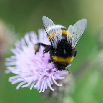 #Savethebees Wildflower Gifts: Set Of Six Bee Friendly Seed Balls, 7 of 9