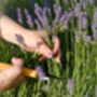 Lavender Plants 'Hidcote' In A One Litre Pot, thumbnail 8 of 10