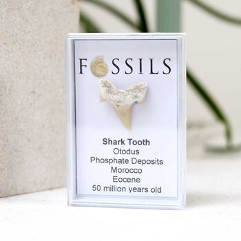 Shark Tooth Fossil Otodus, 6 of 12
