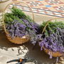 Organic Gardener's Herbal Handcream, thumbnail 3 of 3
