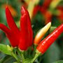 Ornamental Chilli Pepper Plants Three X 9cm Pots, thumbnail 1 of 5