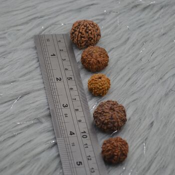 Seven Faced Nepali Rudraksha Beads Jewelry, 6 of 6