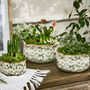 Personalised Gift Set Of Three Irina Green Botanical Planters, thumbnail 2 of 12