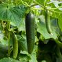 Vegetable Plants Cucumber 'Femspot' 5x Plants 9cm Pots, thumbnail 6 of 11