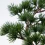 Hanging Deco Wreath, thumbnail 3 of 3