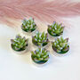 Agave Succulent Tealight Candle Gift Set, thumbnail 4 of 9